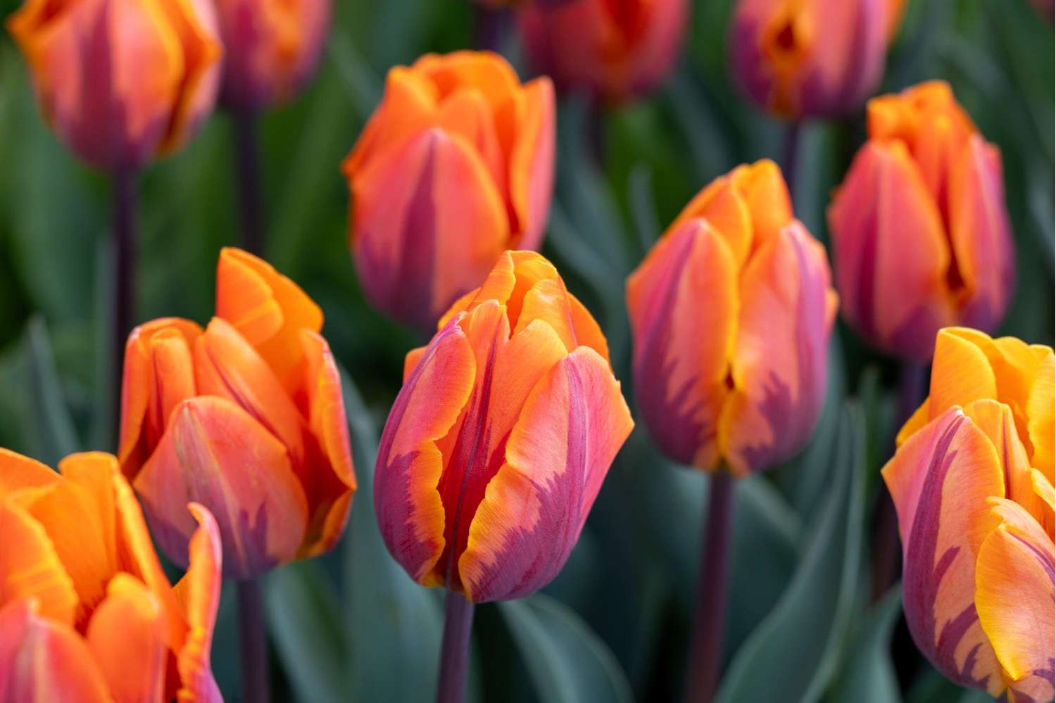 Tulipe 'Princess Irene'